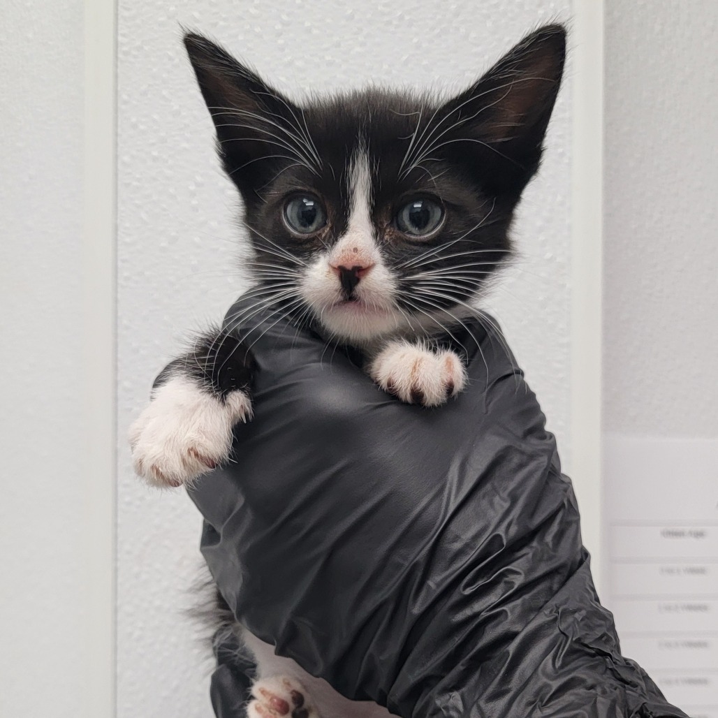 Coach, an adoptable Domestic Medium Hair in Abilene, TX, 79602 | Photo Image 1