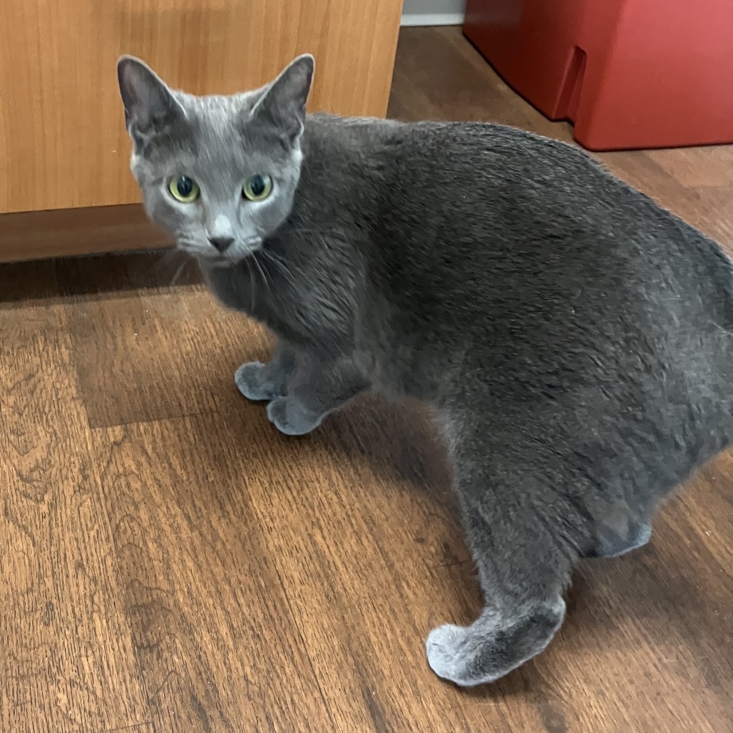 Otarya