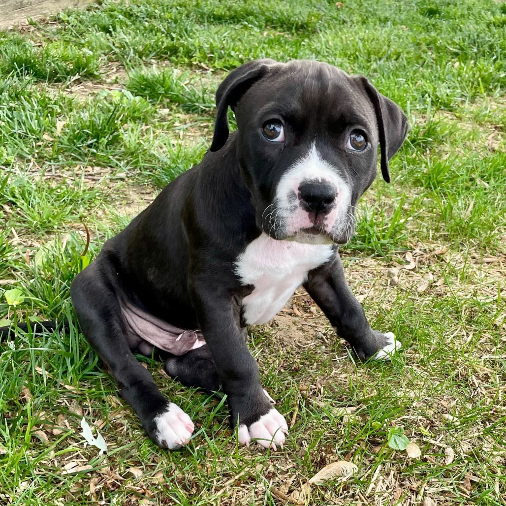 Ronan