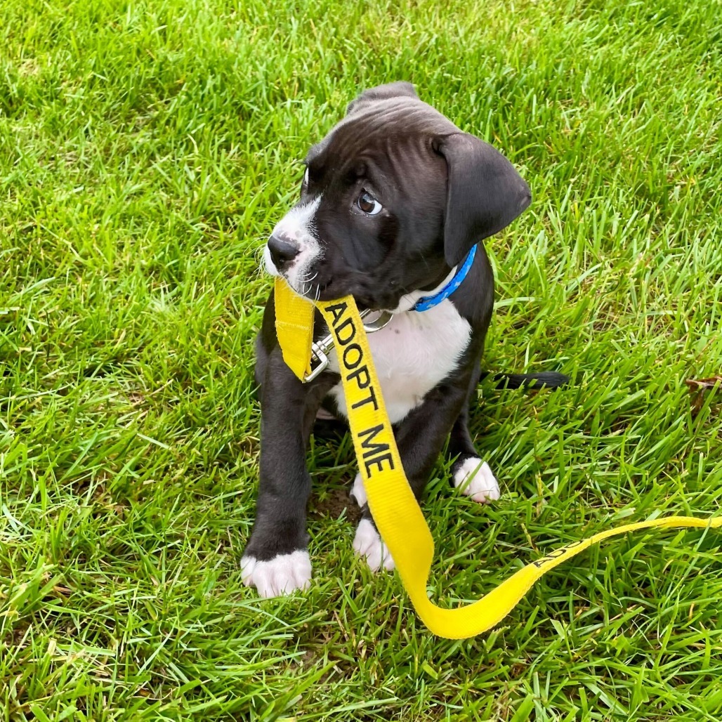 Ronan