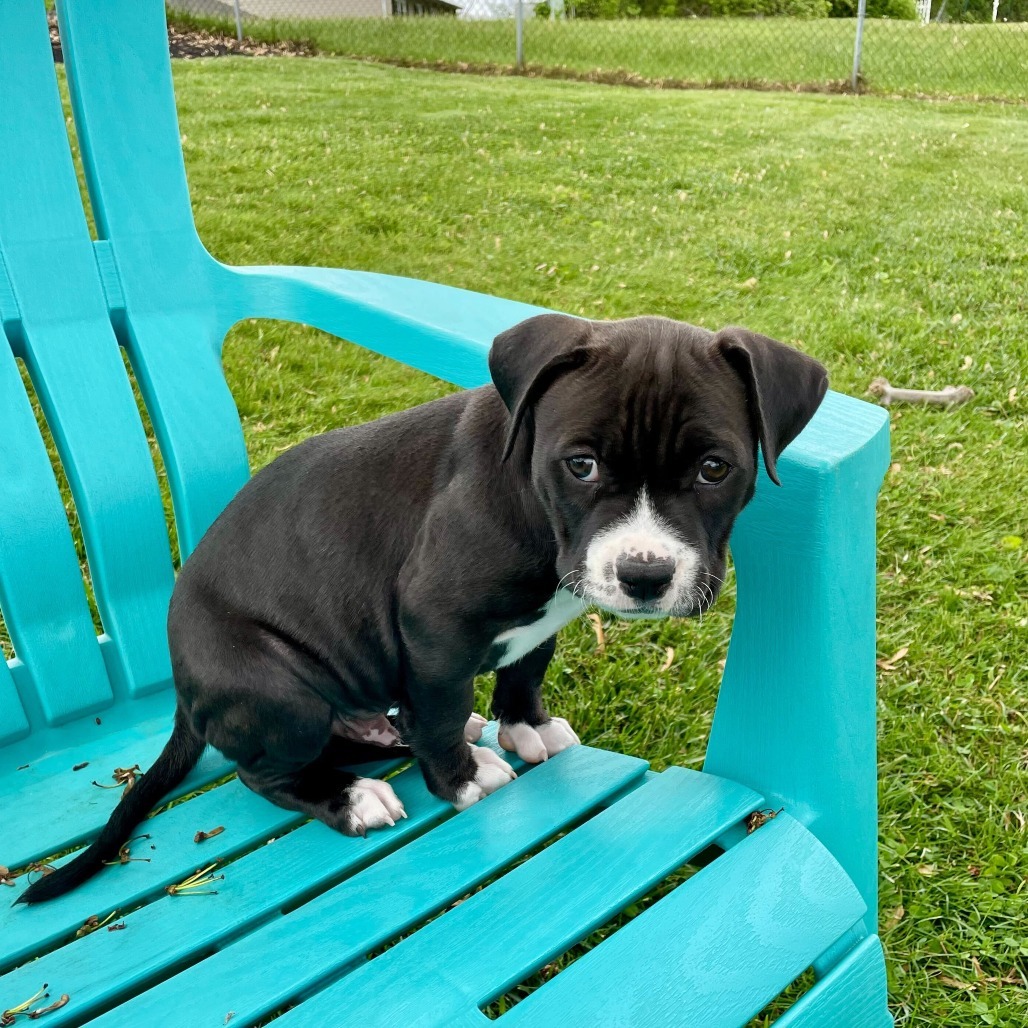 Ronan