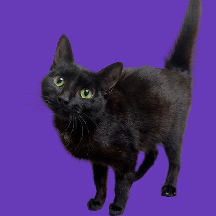 Pepper, an adoptable Domestic Short Hair in Tuscaloosa, AL, 35401 | Photo Image 1
