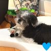 Pandi photo 1