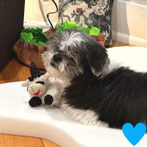 Pandi, Senior Male Shih Tzu