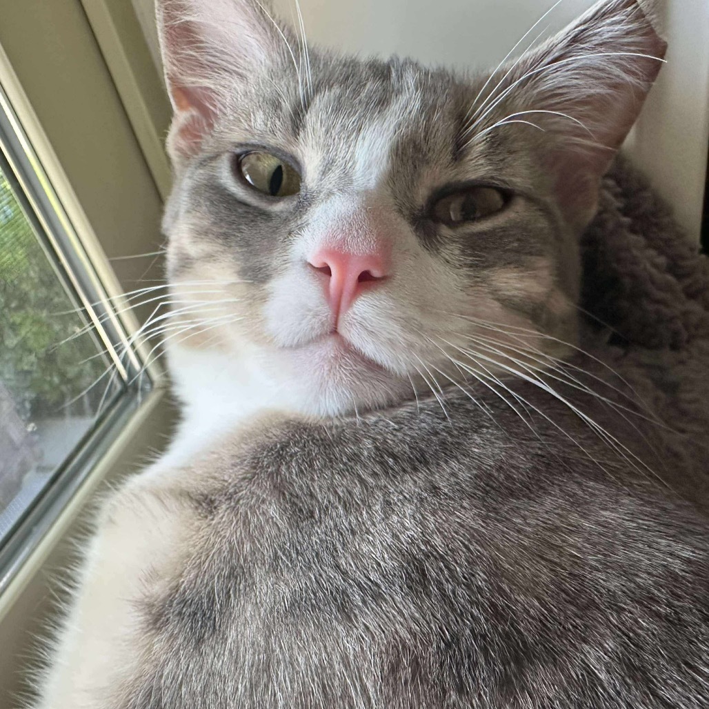 Jordan, an adoptable Domestic Short Hair in Nampa, ID, 83686 | Photo Image 1