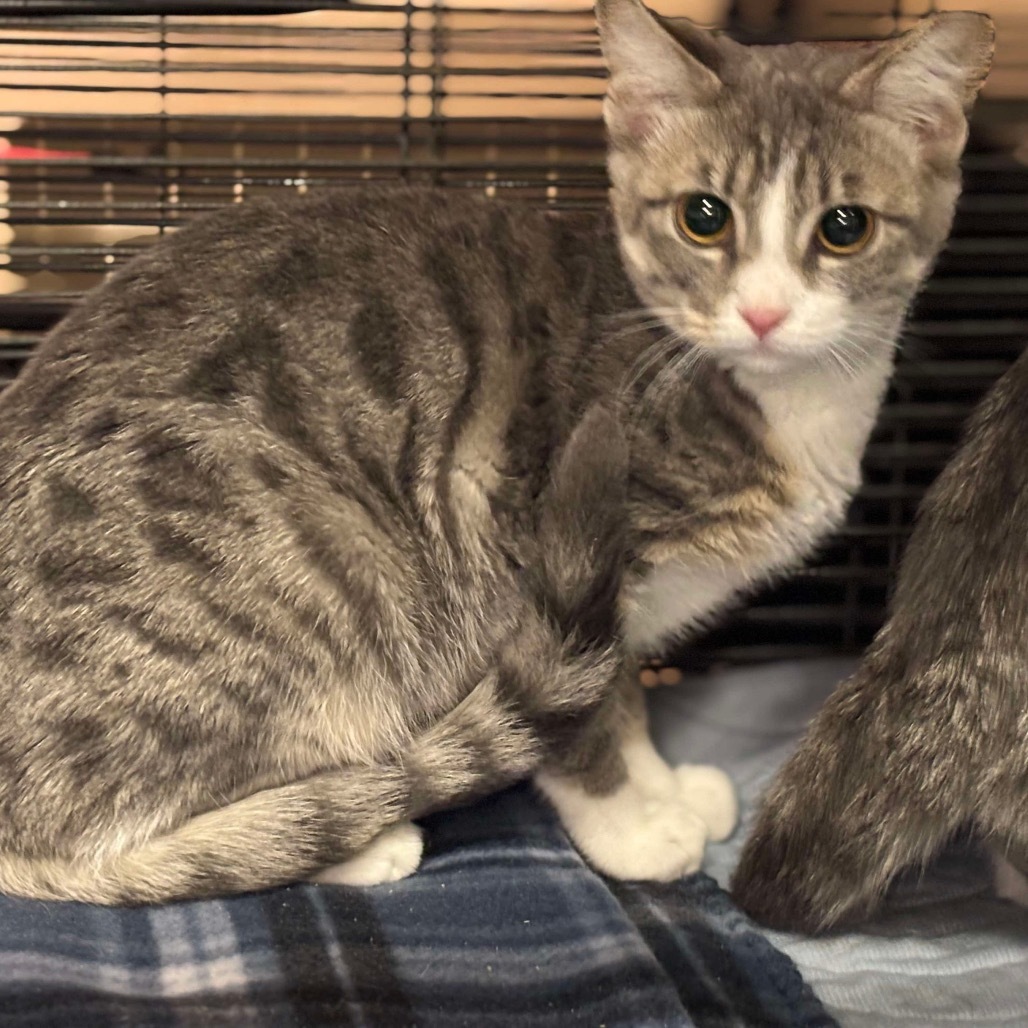 Jordan, an adoptable Domestic Short Hair in Nampa, ID, 83686 | Photo Image 2