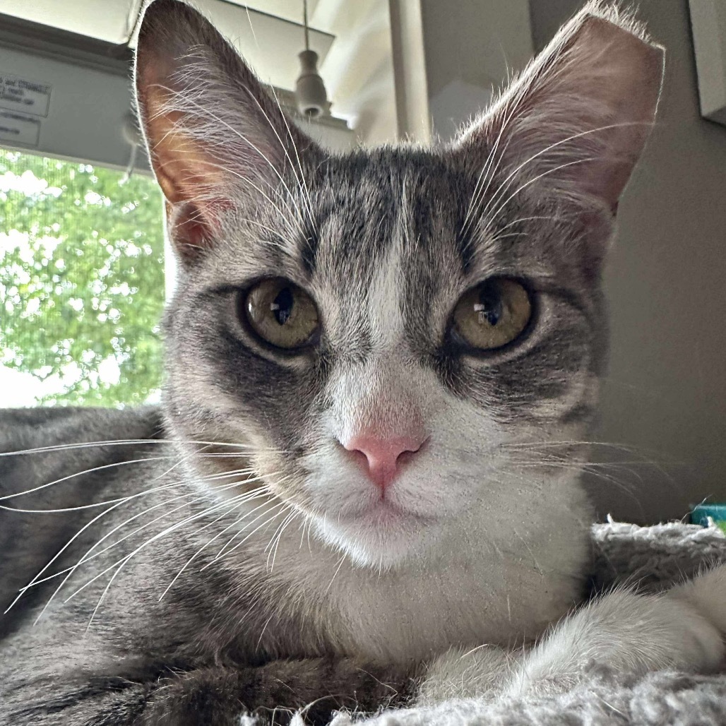 Jordan, an adoptable Domestic Short Hair in Nampa, ID, 83686 | Photo Image 3