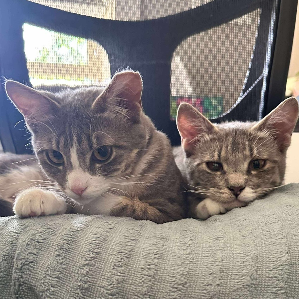 Jordan, an adoptable Domestic Short Hair in Nampa, ID, 83686 | Photo Image 4