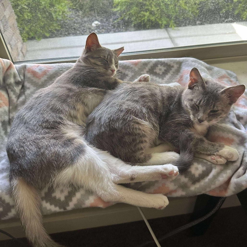 Jordan, an adoptable Domestic Short Hair in Nampa, ID, 83686 | Photo Image 5