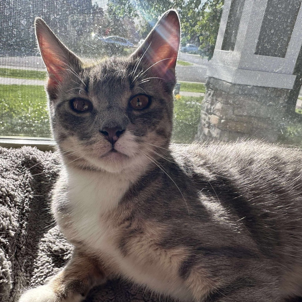 Zen, an adoptable Domestic Short Hair in Nampa, ID, 83686 | Photo Image 1