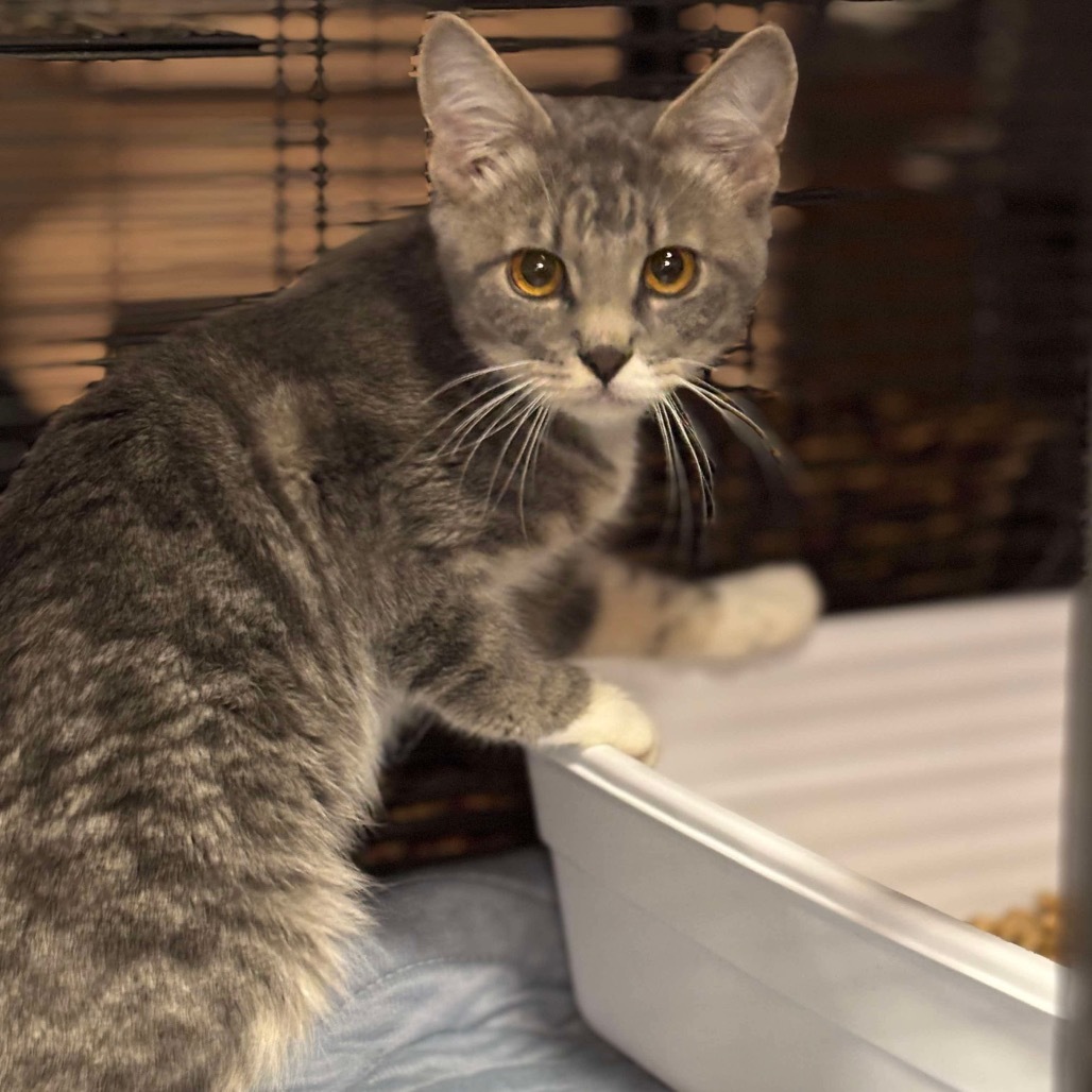 Zen, an adoptable Domestic Short Hair in Nampa, ID, 83686 | Photo Image 2