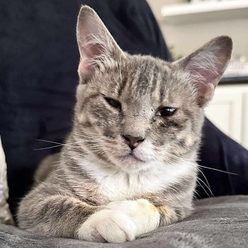 Zen, an adoptable Domestic Short Hair in Nampa, ID, 83686 | Photo Image 3