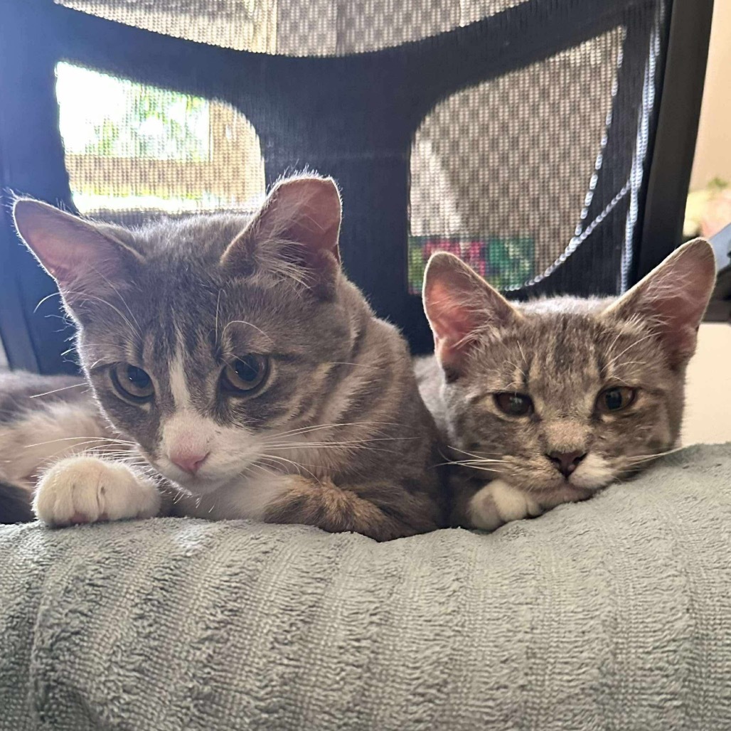 Zen, an adoptable Domestic Short Hair in Nampa, ID, 83686 | Photo Image 4