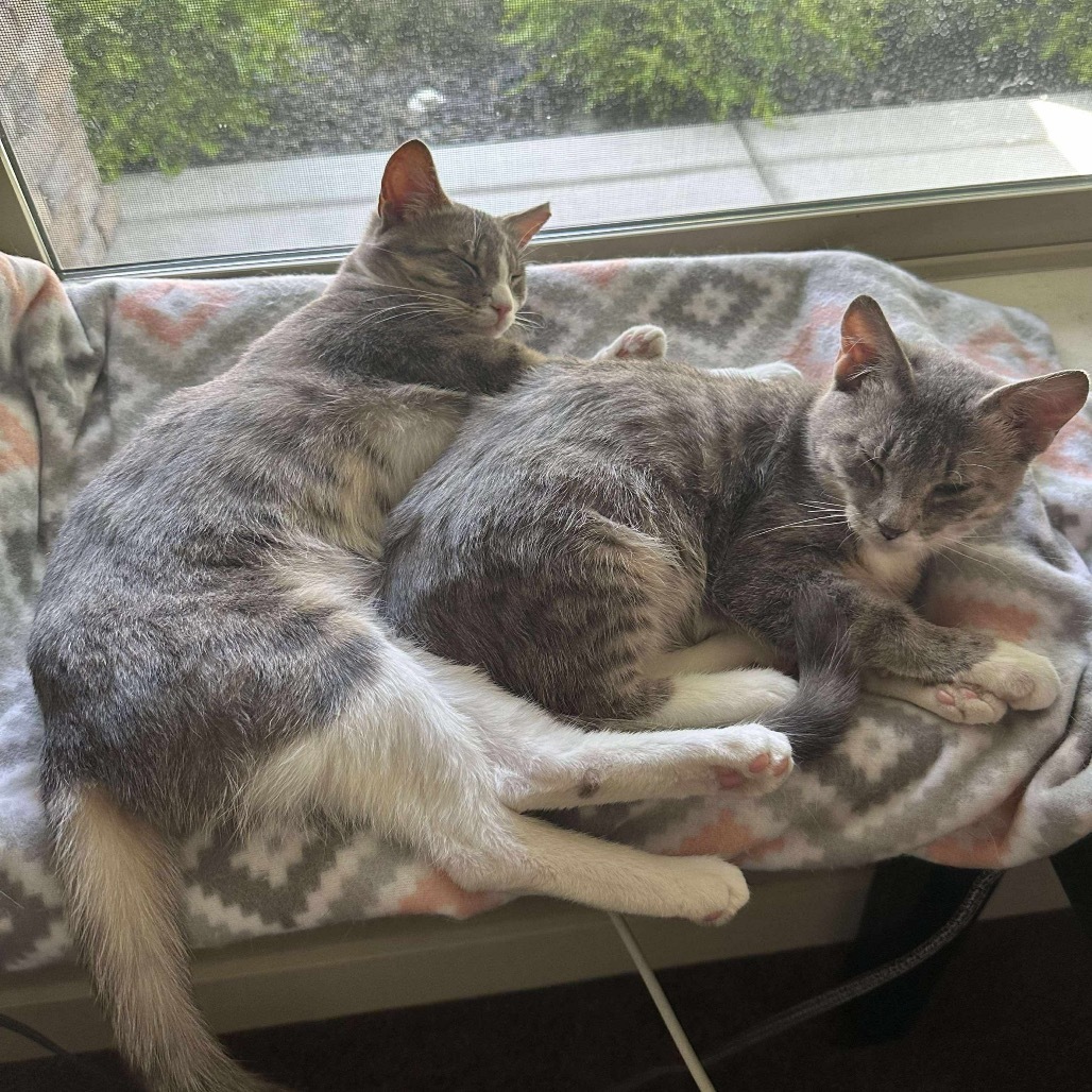 Zen, an adoptable Domestic Short Hair in Nampa, ID, 83686 | Photo Image 5