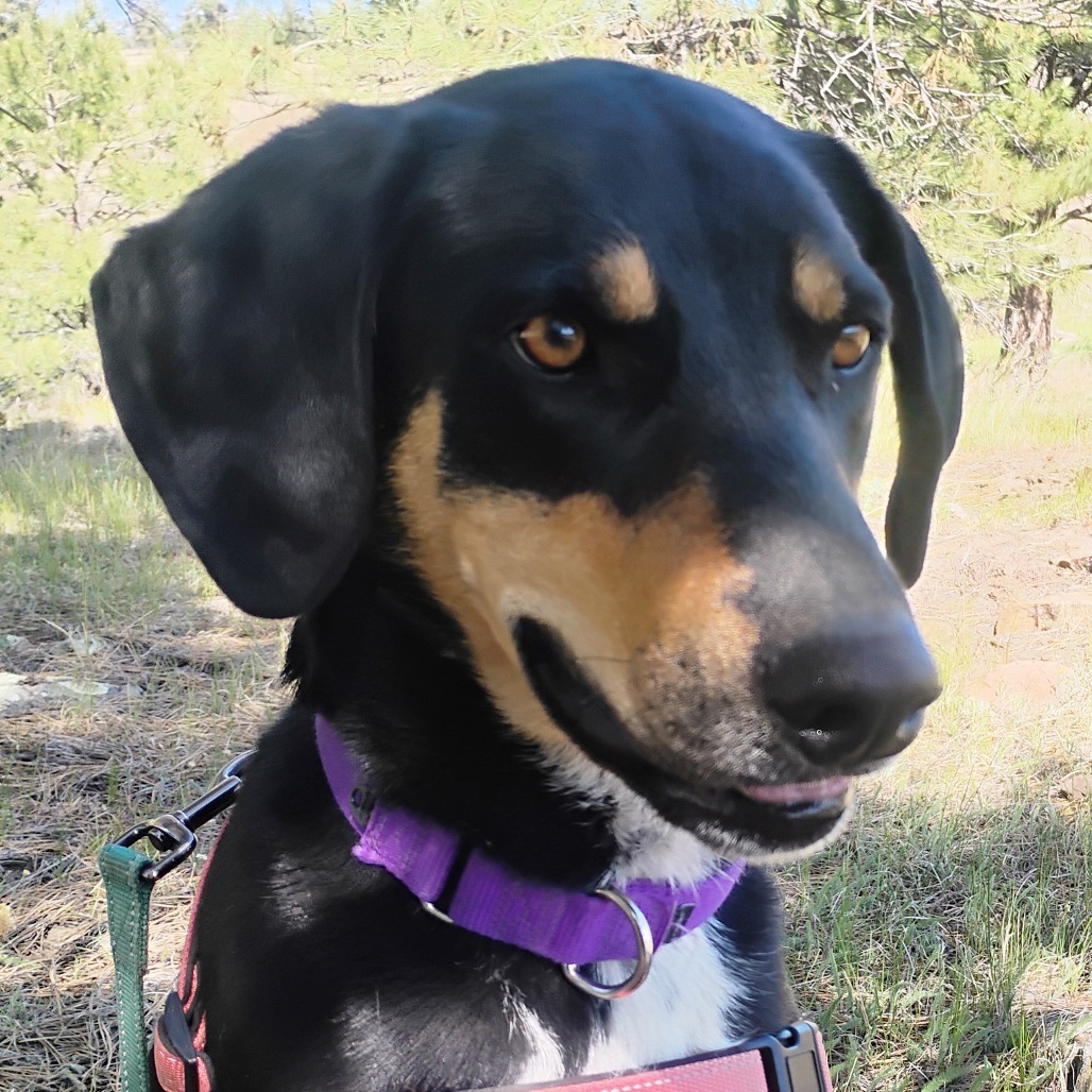 BROWNIE, an adoptable Labrador Retriever, Hound in Pagosa Springs, CO, 81147 | Photo Image 1