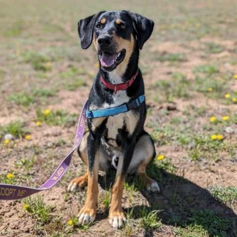 BROWNIE, an adoptable Labrador Retriever, Hound in Pagosa Springs, CO, 81147 | Photo Image 2