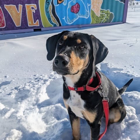 BROWNIE, an adoptable Labrador Retriever, Hound in Pagosa Springs, CO, 81147 | Photo Image 4