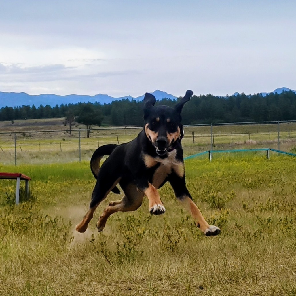 BROWNIE, an adoptable Labrador Retriever, Hound in Pagosa Springs, CO, 81147 | Photo Image 6