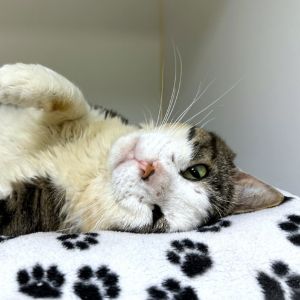 What a hunk Samson is irresistible with his round cheeks kind eyes and charming personality Sams