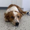 Daisy photo 1