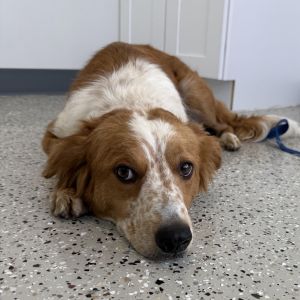 Daisy, Adult Female Australian Shepherd
