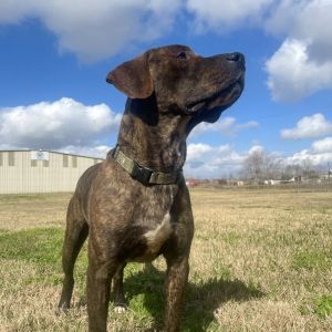 Nolan, Adult Male Mastiff