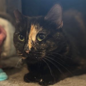 Meet Molly Your New Soft-Furred Sass Queen Molly is a 1-year-old tortie with a flair for the dramat