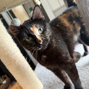 Meet Molly Your New Soft-Furred Sass Queen Molly is a 1-year-old tortie with a flair for the dramat