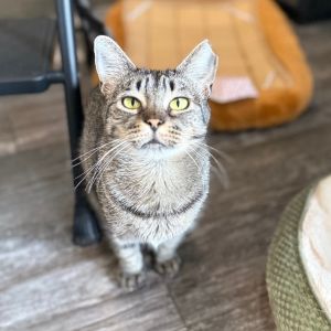 Meet Tessa Tessa is a stunning grey tabby with bright curious eyes and the graceful moves of a tin