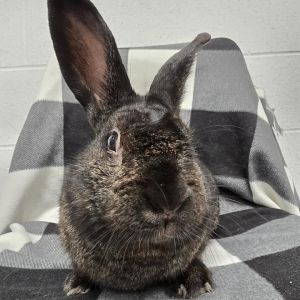 Artex, Young Male American