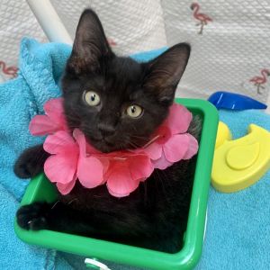 Hallie (Parker), Baby Female Domestic Medium Hair