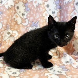 Annie Hall, Baby Female Domestic Short Hair