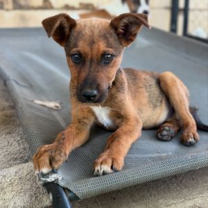 Bento, Baby Male Australian Cattle Dog / Blue Heeler