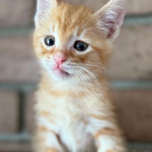 Meet Dumpling the sweetest little snack-sized kitten with a big appetite for bo
