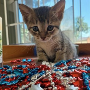 Say hello to Churro the cinnamon-swirled cuddlebug with a calm soul and a heart