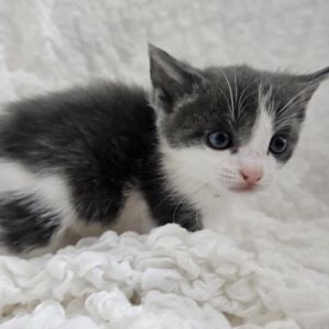 Meet Bishop the wise and watchful soul of the Chess litter While his siblings 