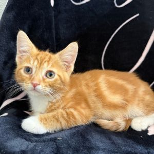 Voss is an orange tabby kitten with charming white paws and a heart as big as hi