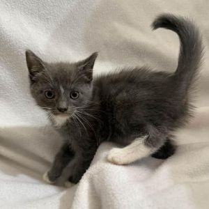Say hello to Knight the handsome and charming boy of the Chess litter with a he