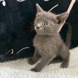 Meet Pawn the gentle sweetheart of the Chess litter who proves that quiet stren