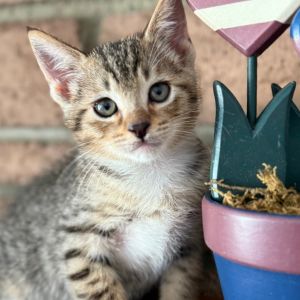 Meet Apple the spirited little dynamo whos as bouncy as he is adorable Along 