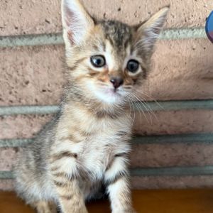 Introducing Banana the graceful princess of her family and the only girl in a litter of wild little