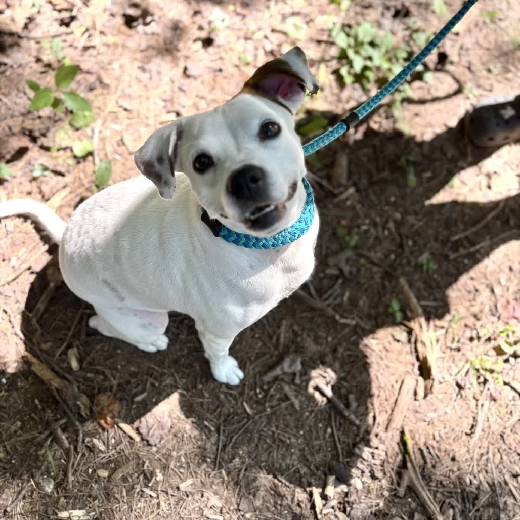 Velma, an adoptable Feist, Terrier in Columbus, NC, 28722 | Photo Image 1