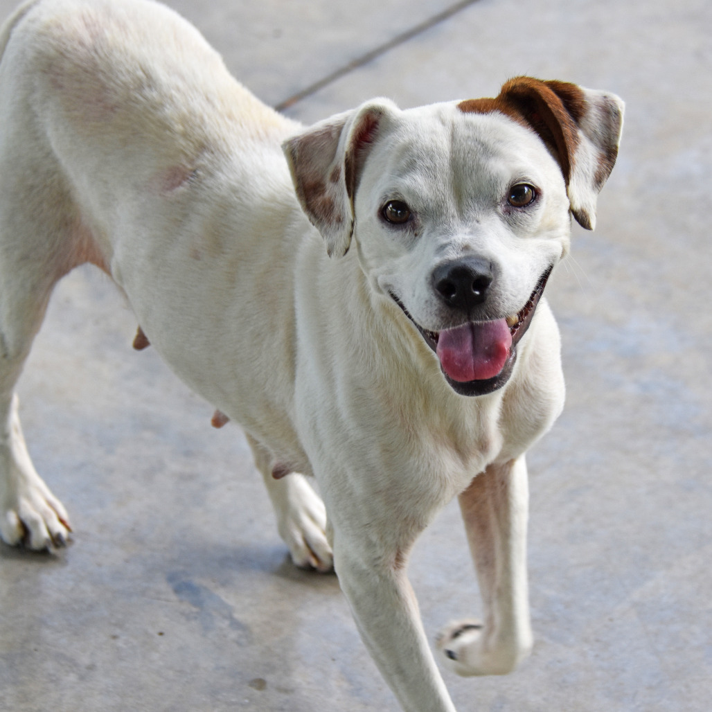 Velma, an adoptable Feist, Terrier in Columbus, NC, 28722 | Photo Image 3