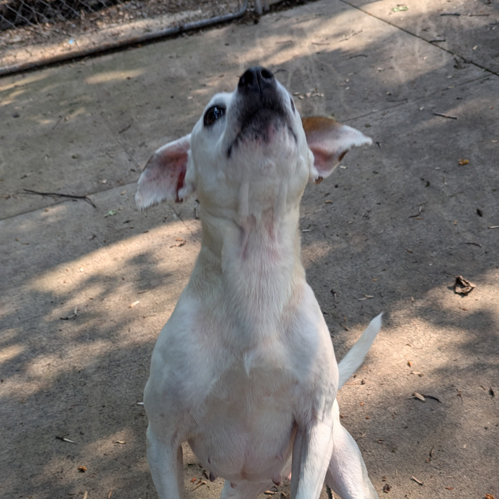 Velma, an adoptable Feist, Terrier in Columbus, NC, 28722 | Photo Image 4