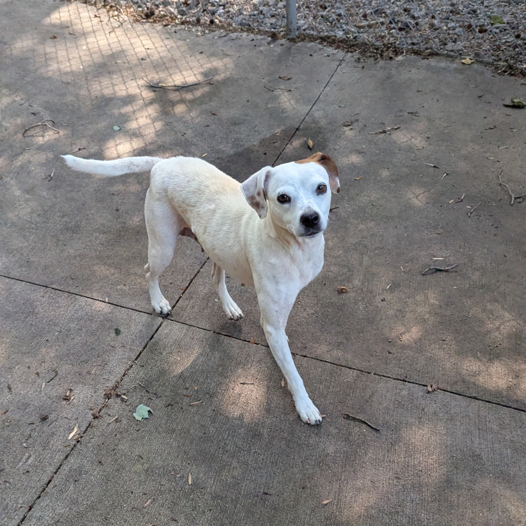 Velma, an adoptable Feist, Terrier in Columbus, NC, 28722 | Photo Image 5