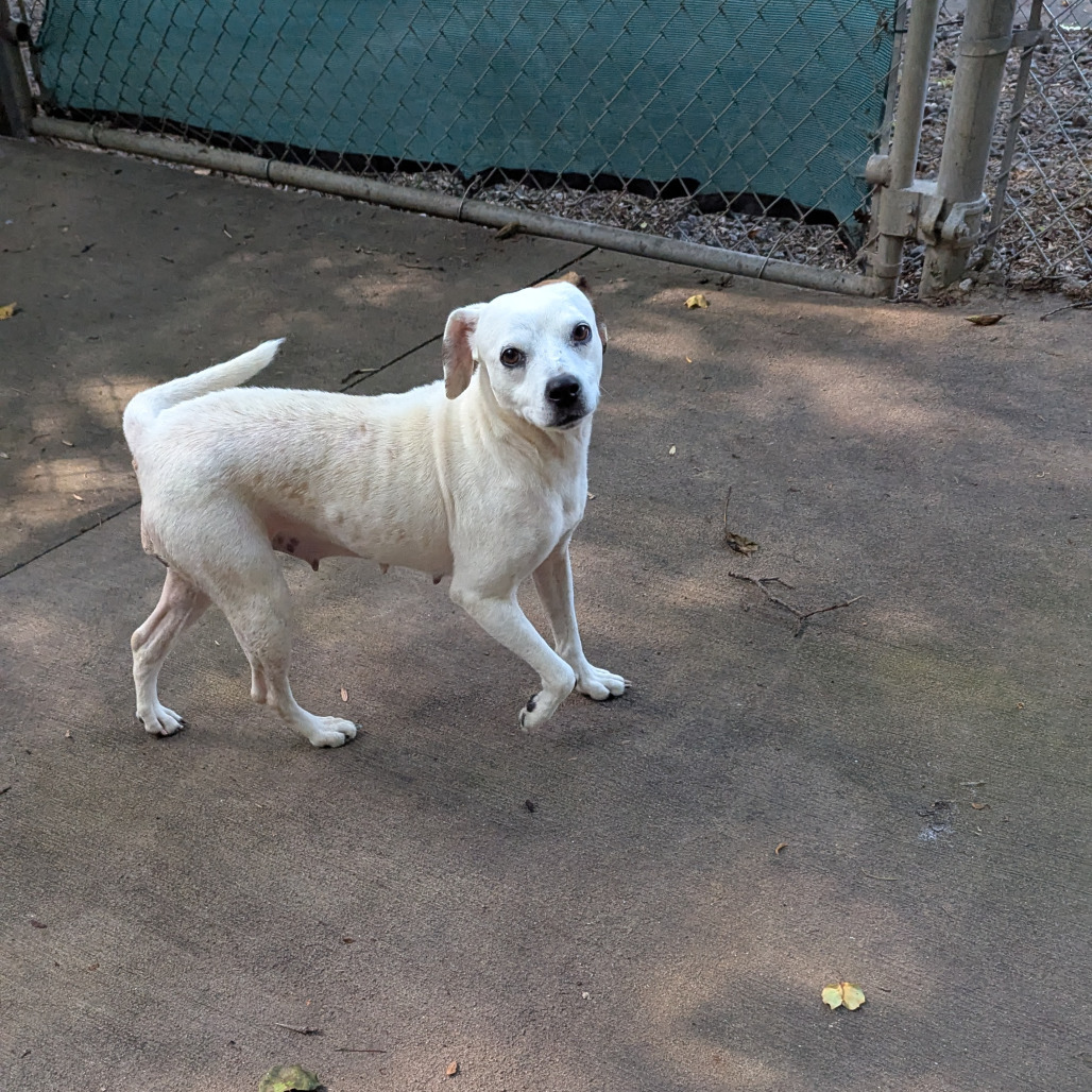 Velma, an adoptable Feist, Terrier in Columbus, NC, 28722 | Photo Image 6