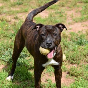 Honey, Adult Female Pit Bull Terrier