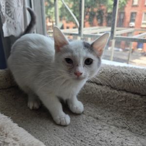 Violet, Baby Female Domestic Medium Hair
