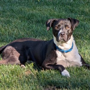 Prada, Adult Female unknown