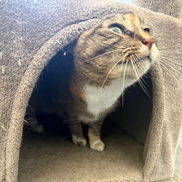 Sookie thumbnail 3
